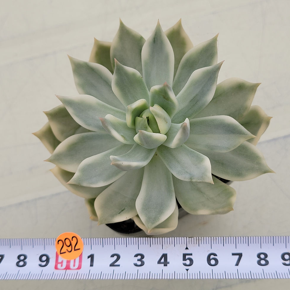 Thumbnail: Echeveria Soul variegated 