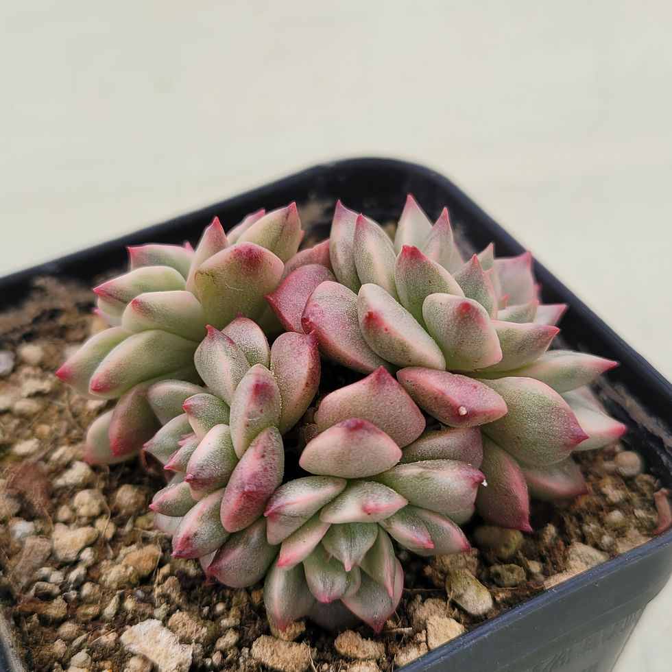 Thumbnail: Echeveria Olivia Silver variegated 