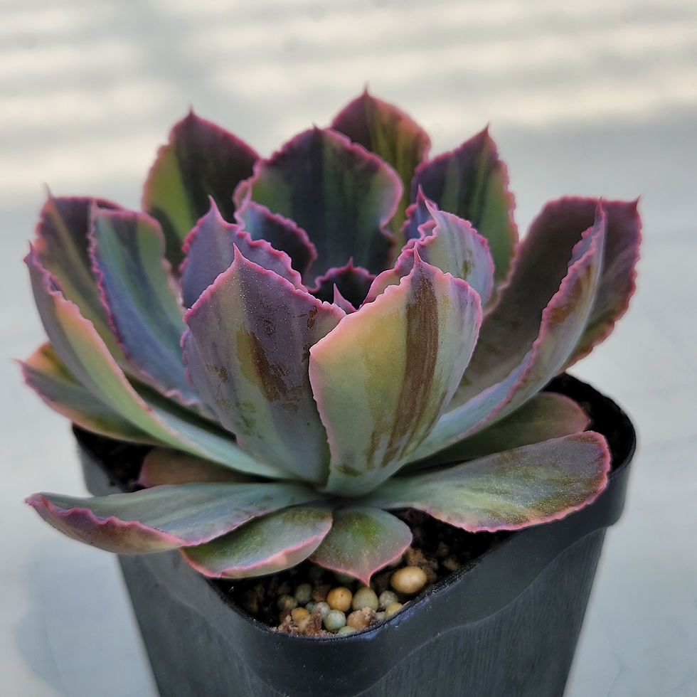 Thumbnail: Echeveria Madre del Sur variegated 