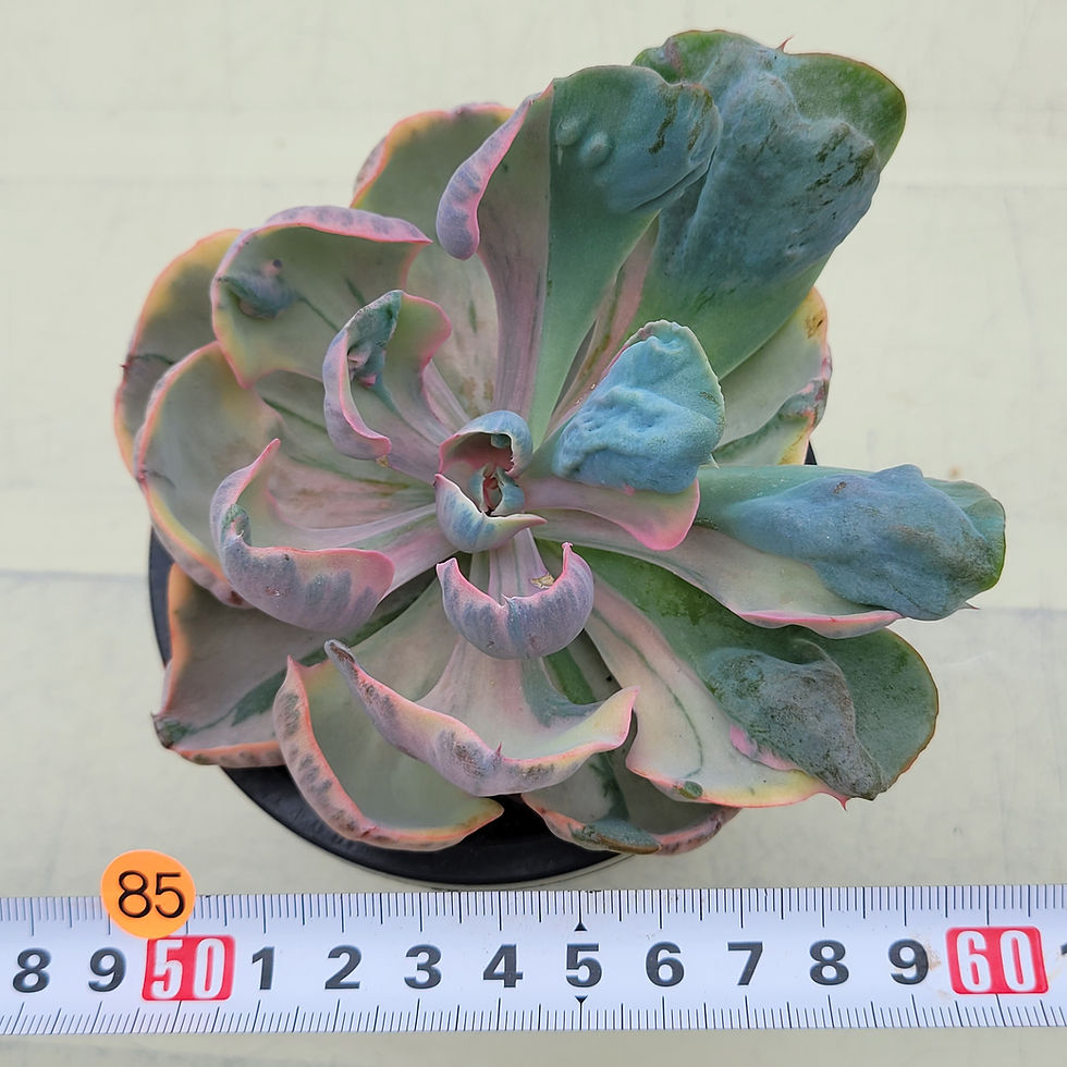 Thumbnail: Echeveria Beyonce Rainbow variegated 