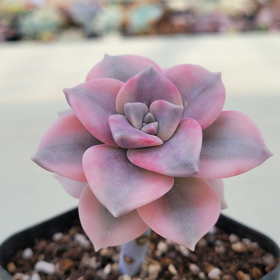Thumbnail: Graptopetalum Purple Delight variegated 