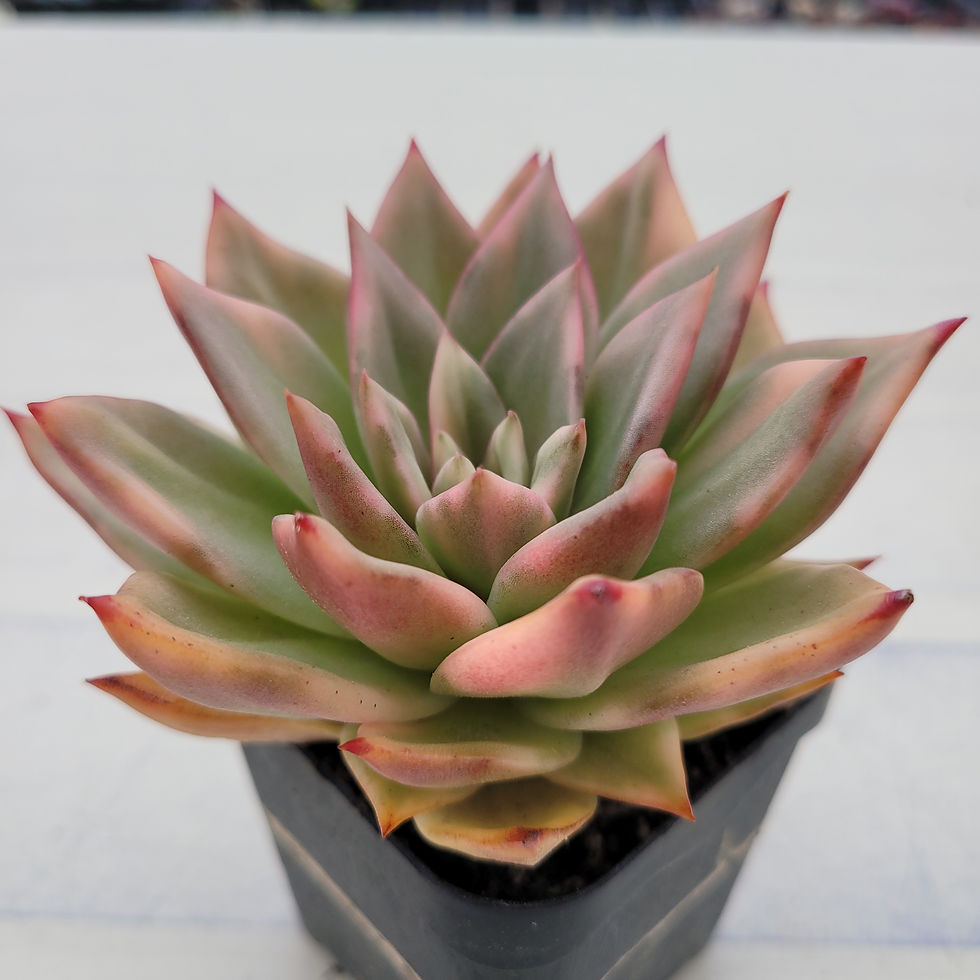 Thumbnail: Echeveria Ruby Maria variegated 