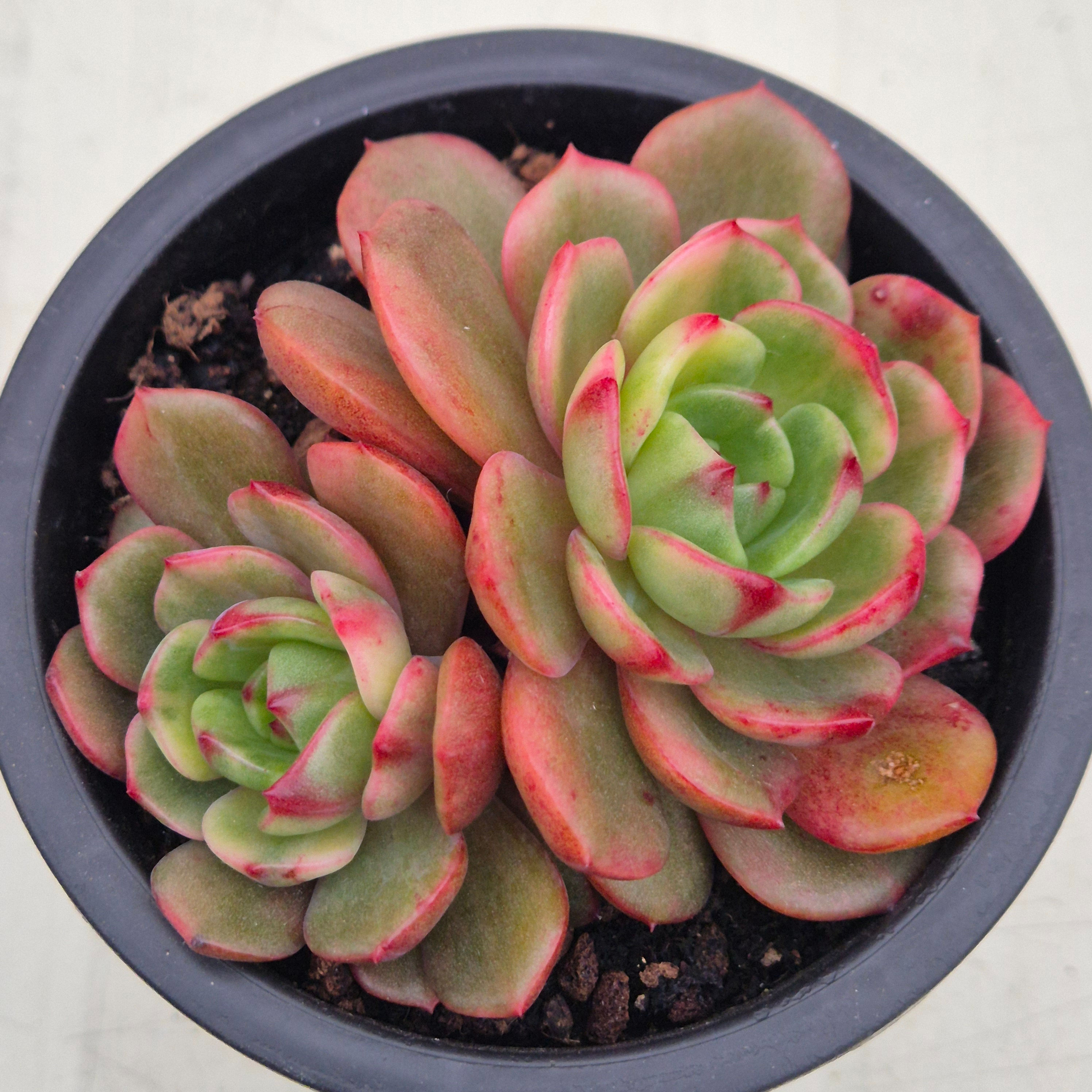 Echeveria Salu variegated 