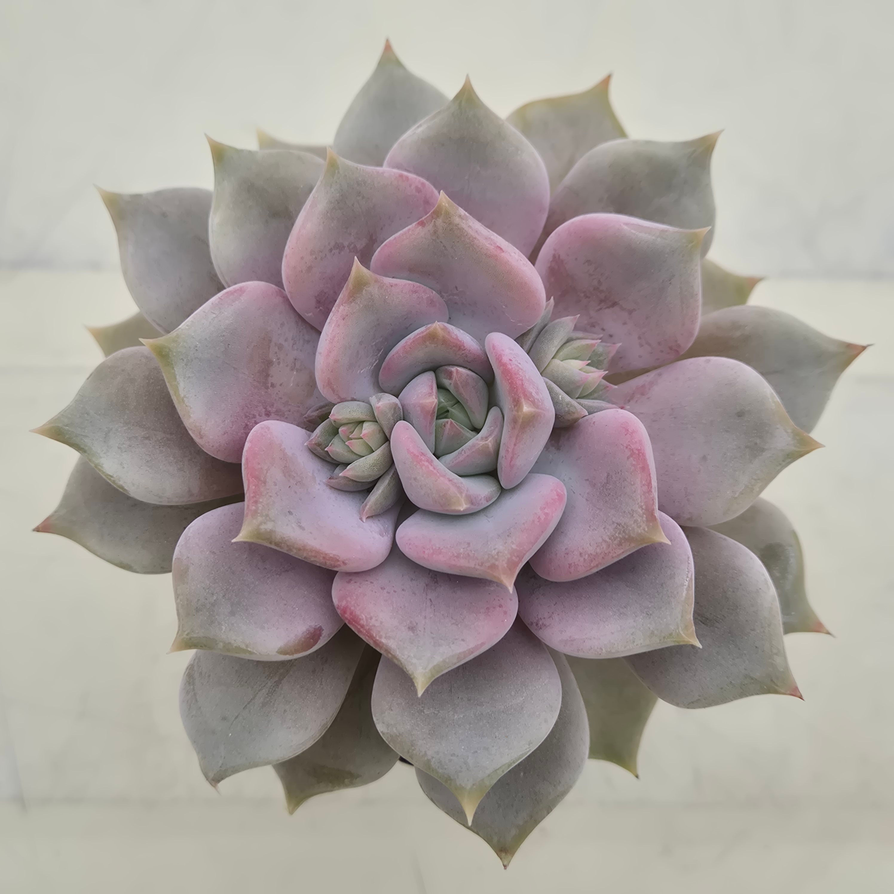 Echeveria Pastel leon 