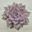 Thumbnail: Echeveria Pastel leon 