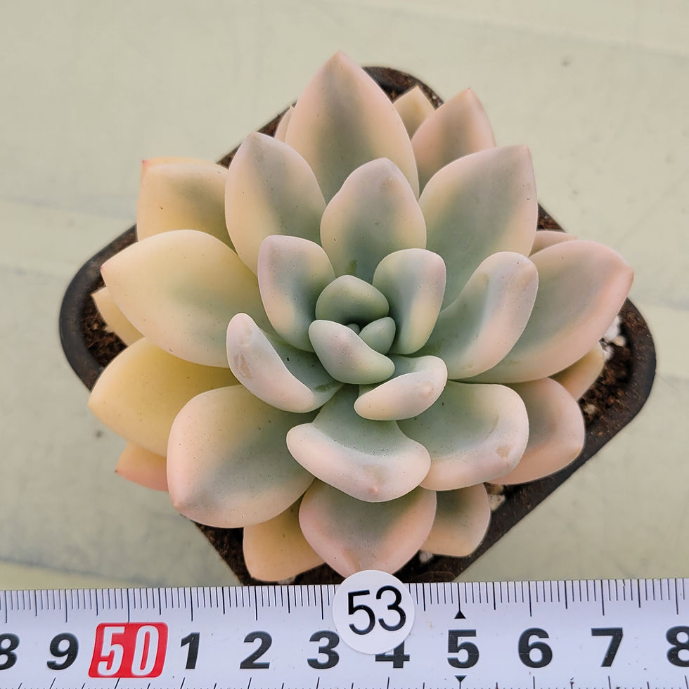 Thumbnail: Graptoveria Opalina variegated 