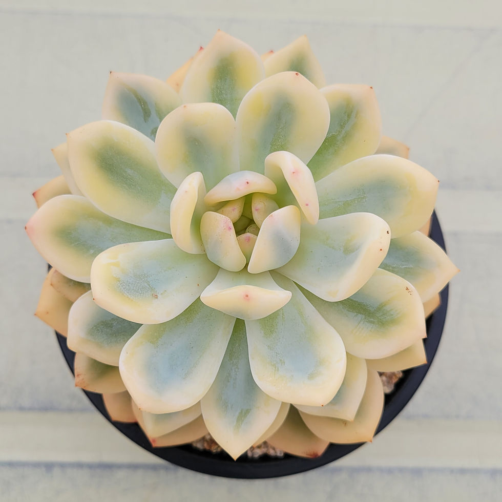 Thumbnail: Echeveria Orange Monroe variegated 