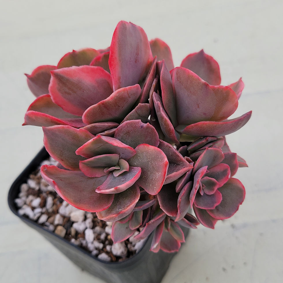 Thumbnail: Echeveria Roserock variegated cluster 