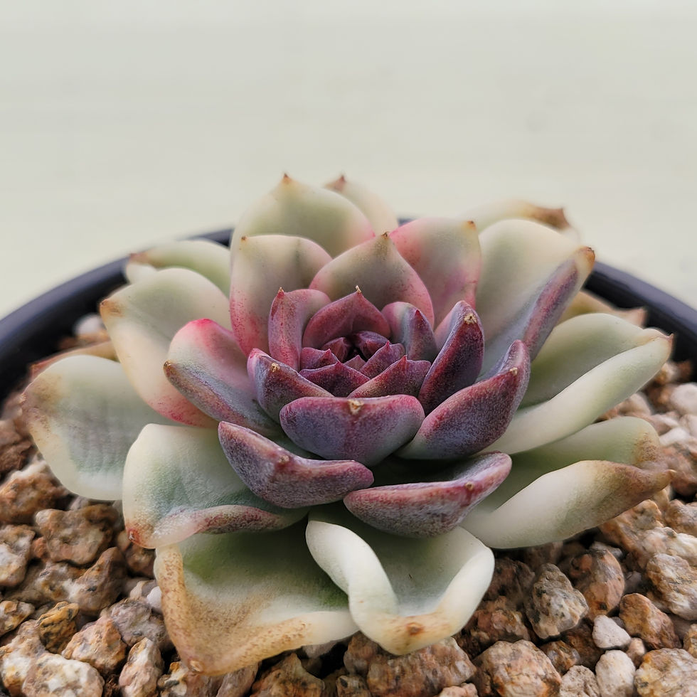 Thumbnail: Echeveria Crazy Lavender variegated 