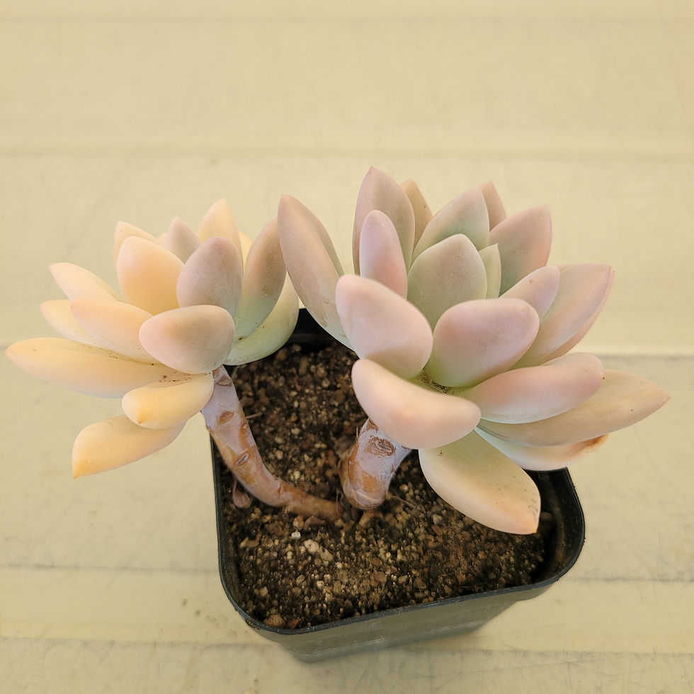 Thumbnail: Graptoveria Opalina variegated 