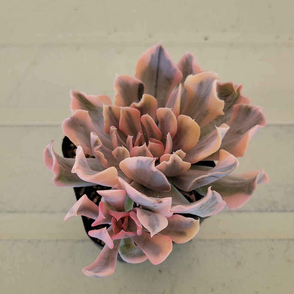 Thumbnail: Echeveria Saffron variegated 