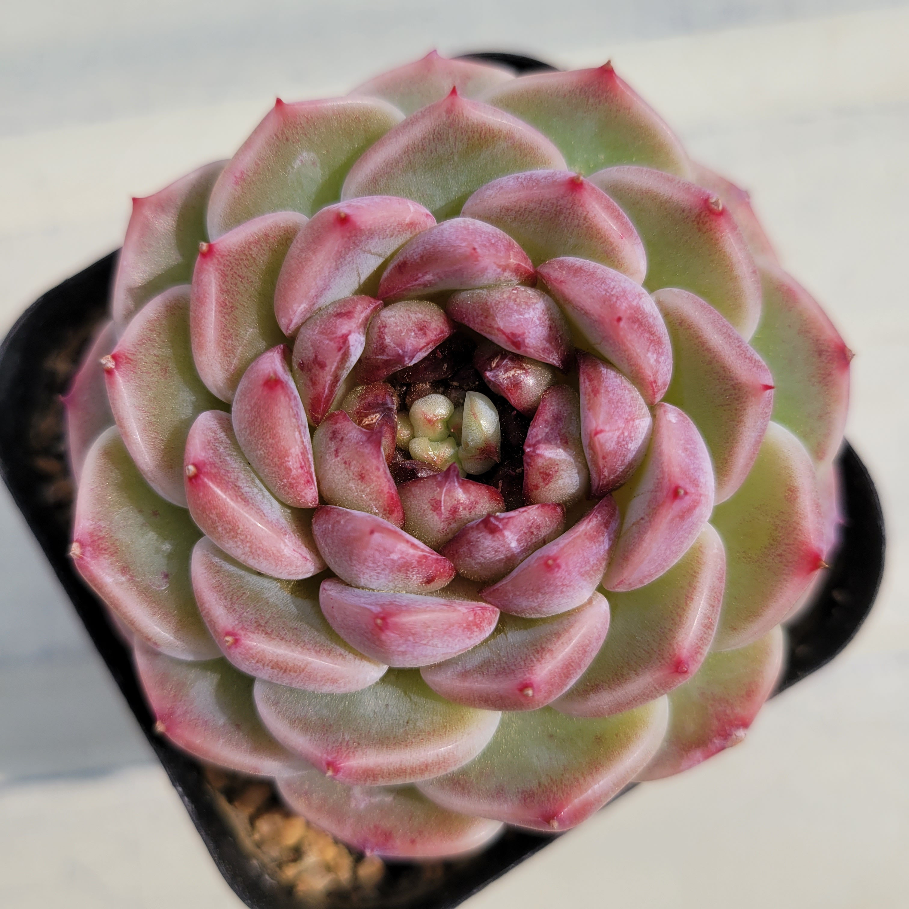 Echeveria Red Velvet 