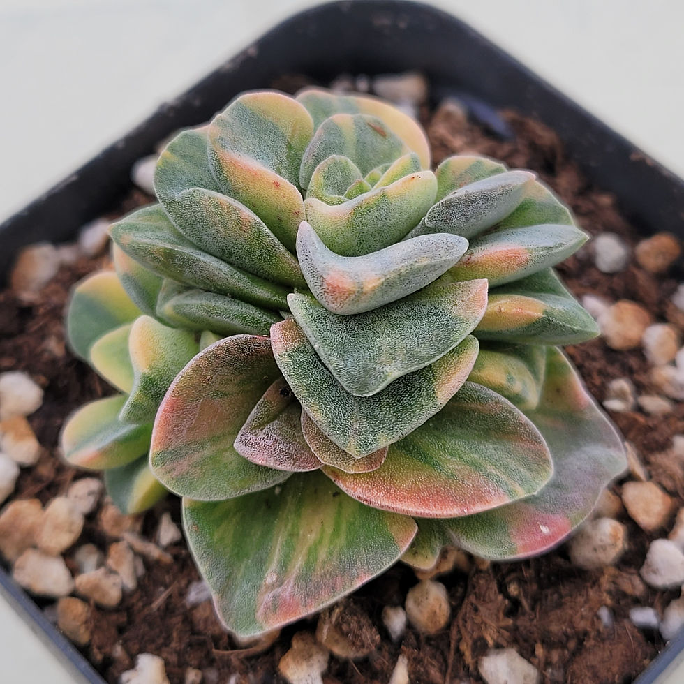 Thumbnail: Crassula Violetta variegated 