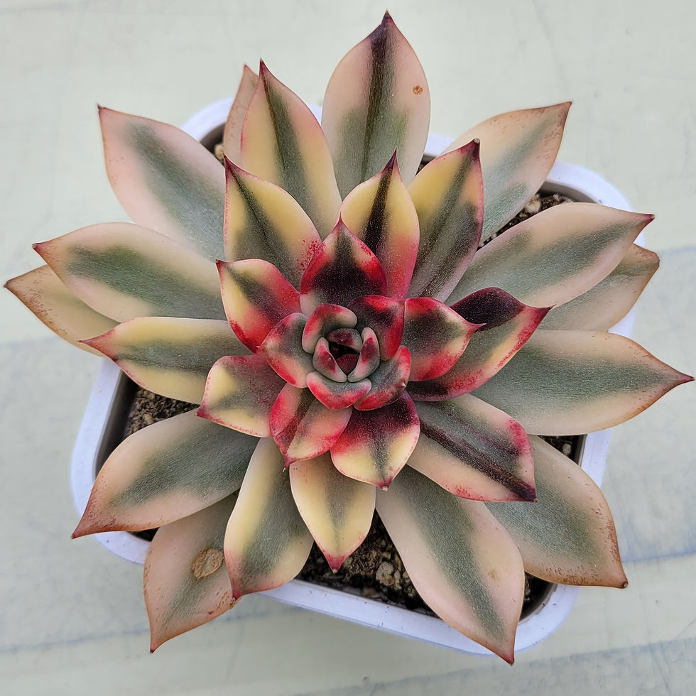 Thumbnail: Echeveria Downey variegated 