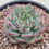 Thumbnail: Echeveria Labubu 