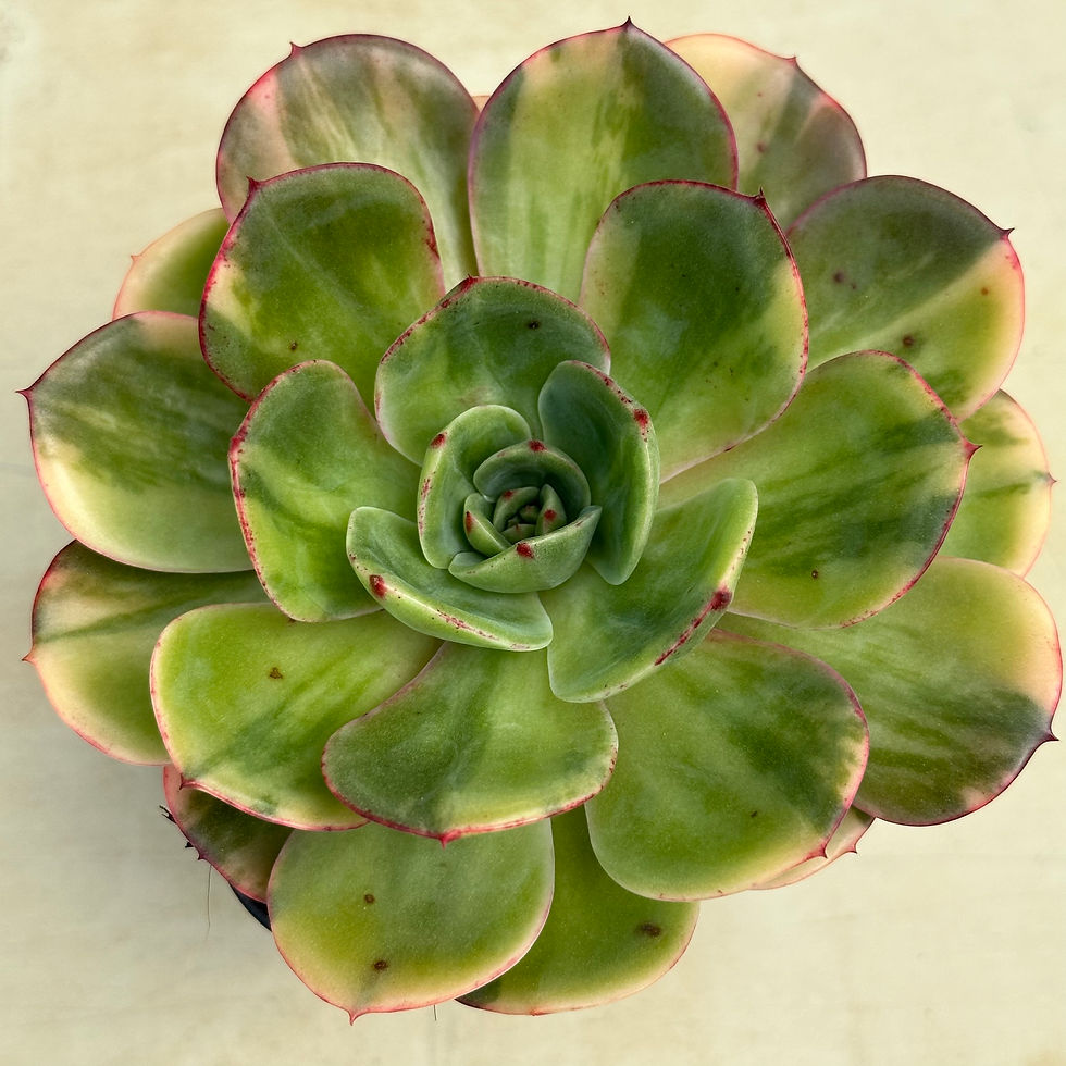 Thumbnail: Echeveria Pink Flora variegated