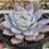 Thumbnail: Echeveria Blue Bird White variegated 