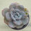 Thumbnail: Echeveria Cream tea 