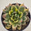 Thumbnail: Echeveria Agavoides Christmas variegated 