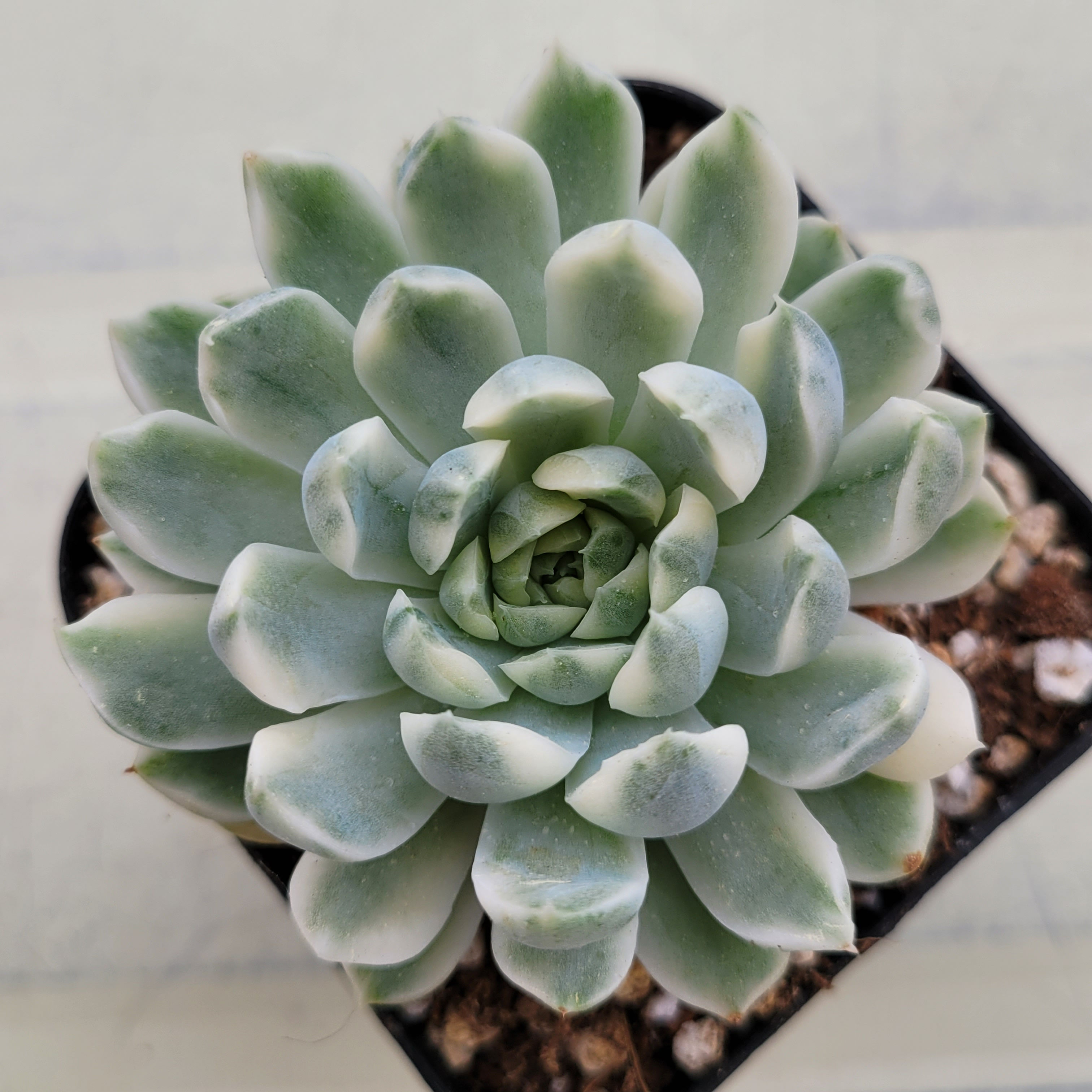 Echeveria Vanilla Candy variegated 