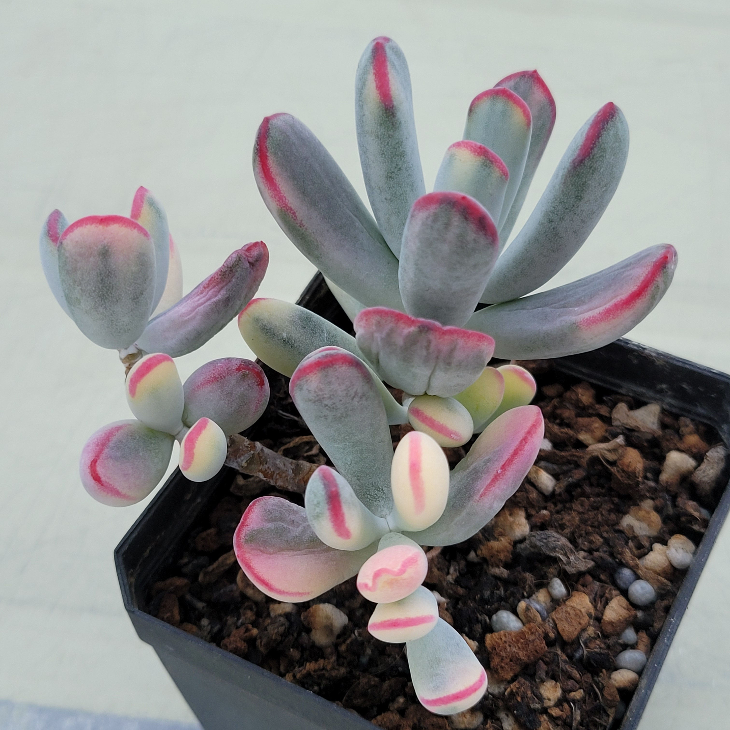 Cotyledon var.flanaganii f.variegated 