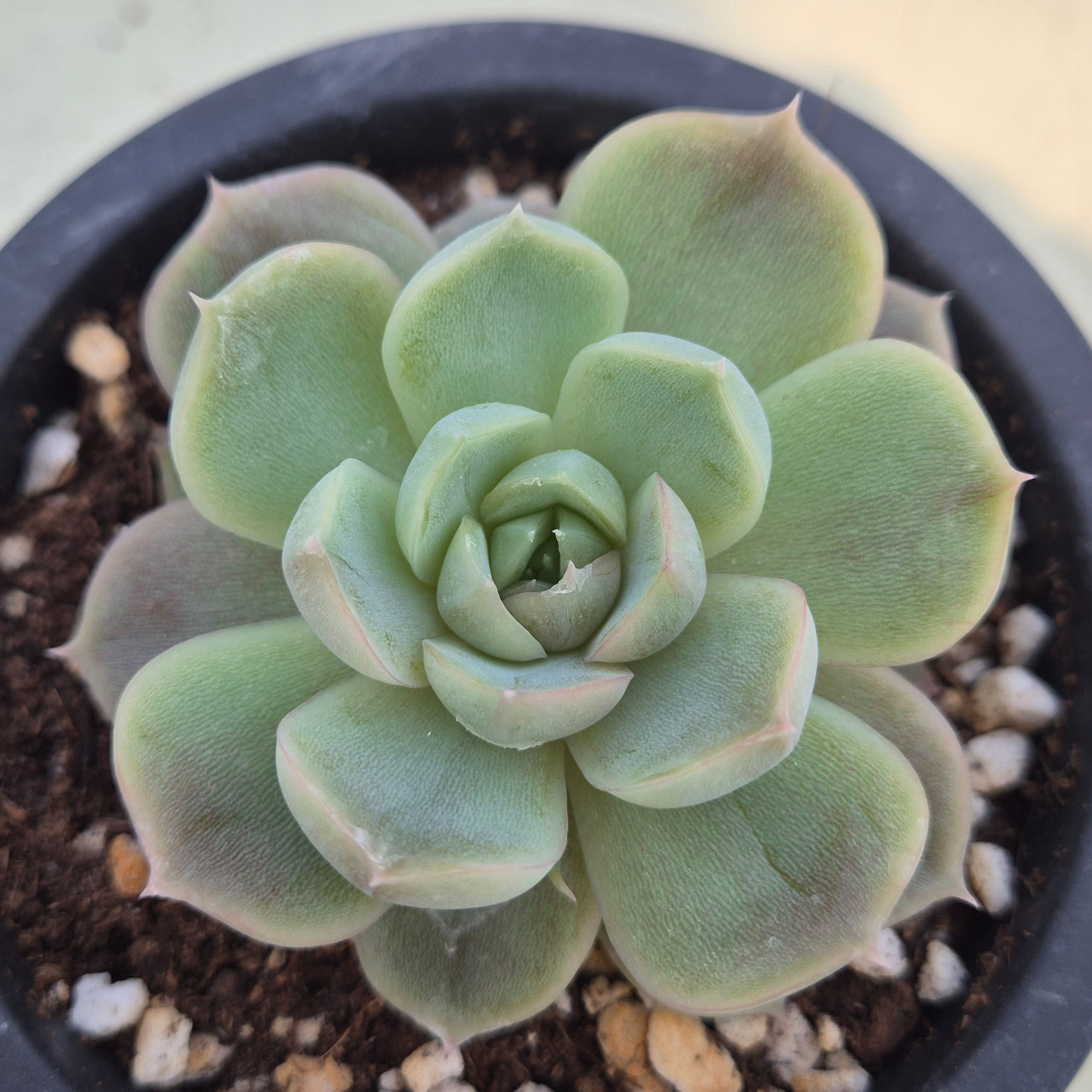 Echeveria Snowflake