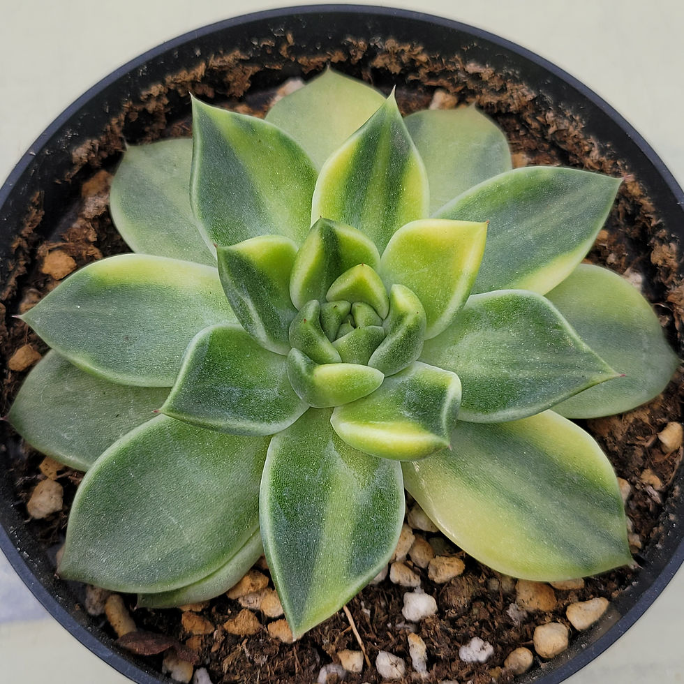 Thumbnail: Echeveria Quartz variegated 
