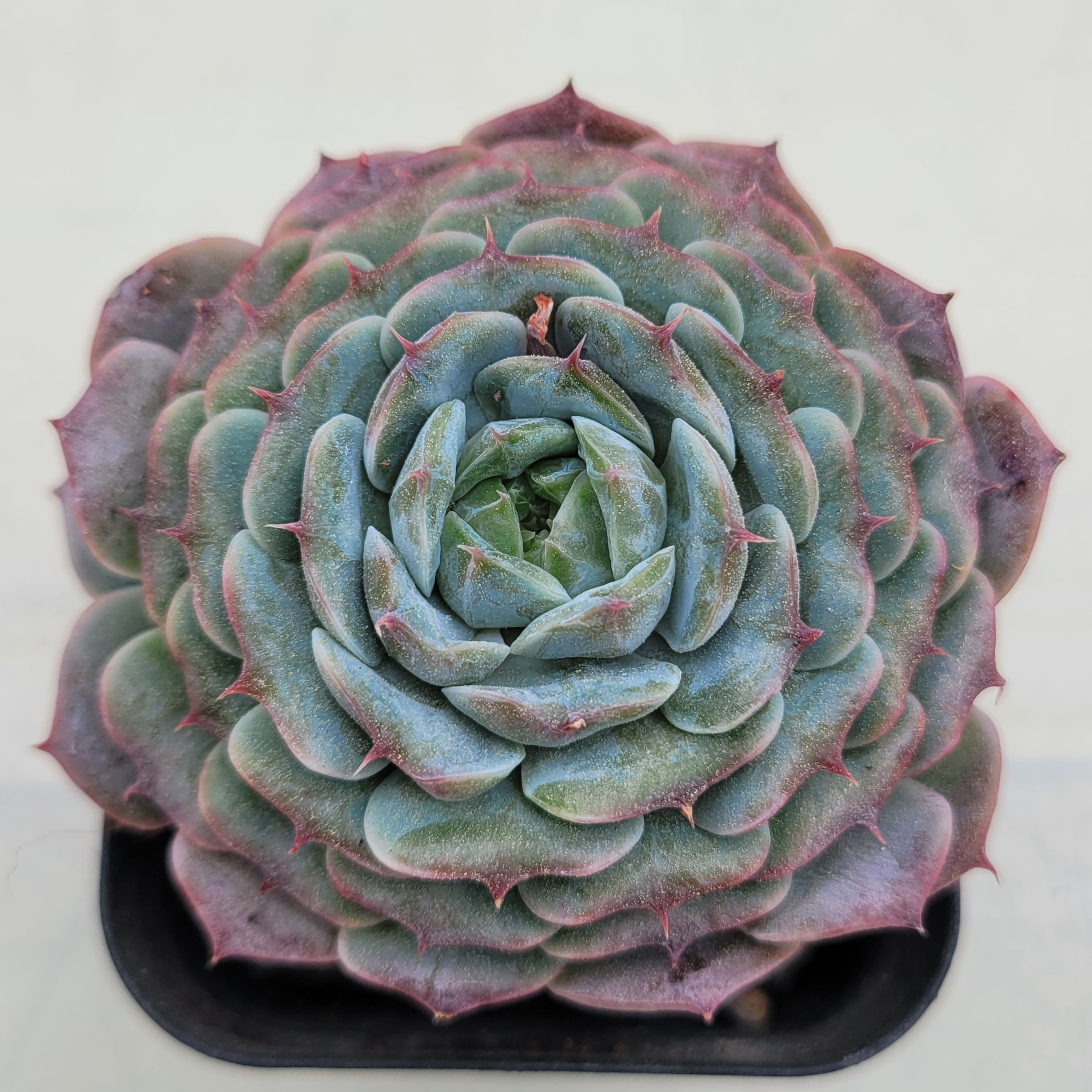 Echeveria Mon Petit 