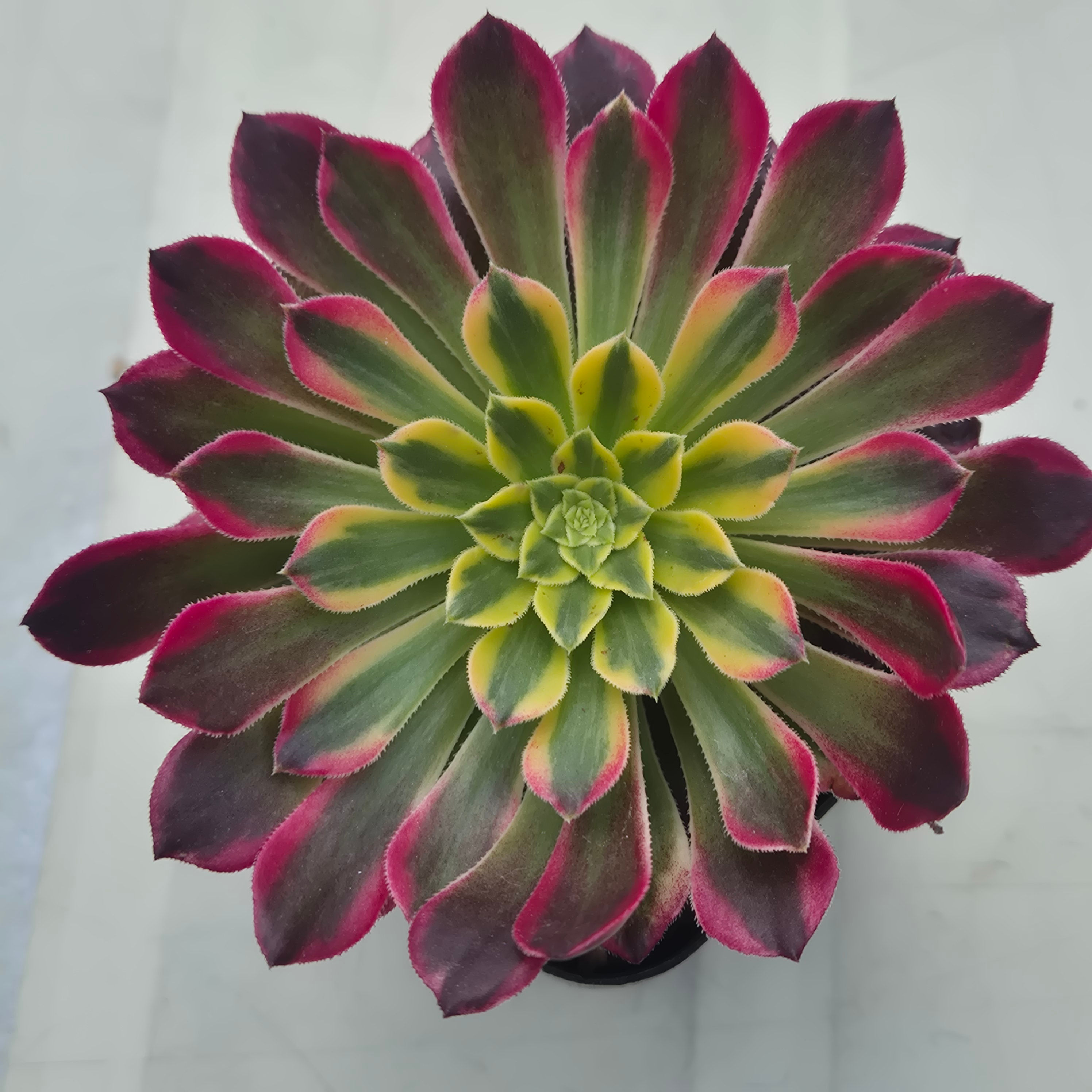 Aeonium Nika variegated 