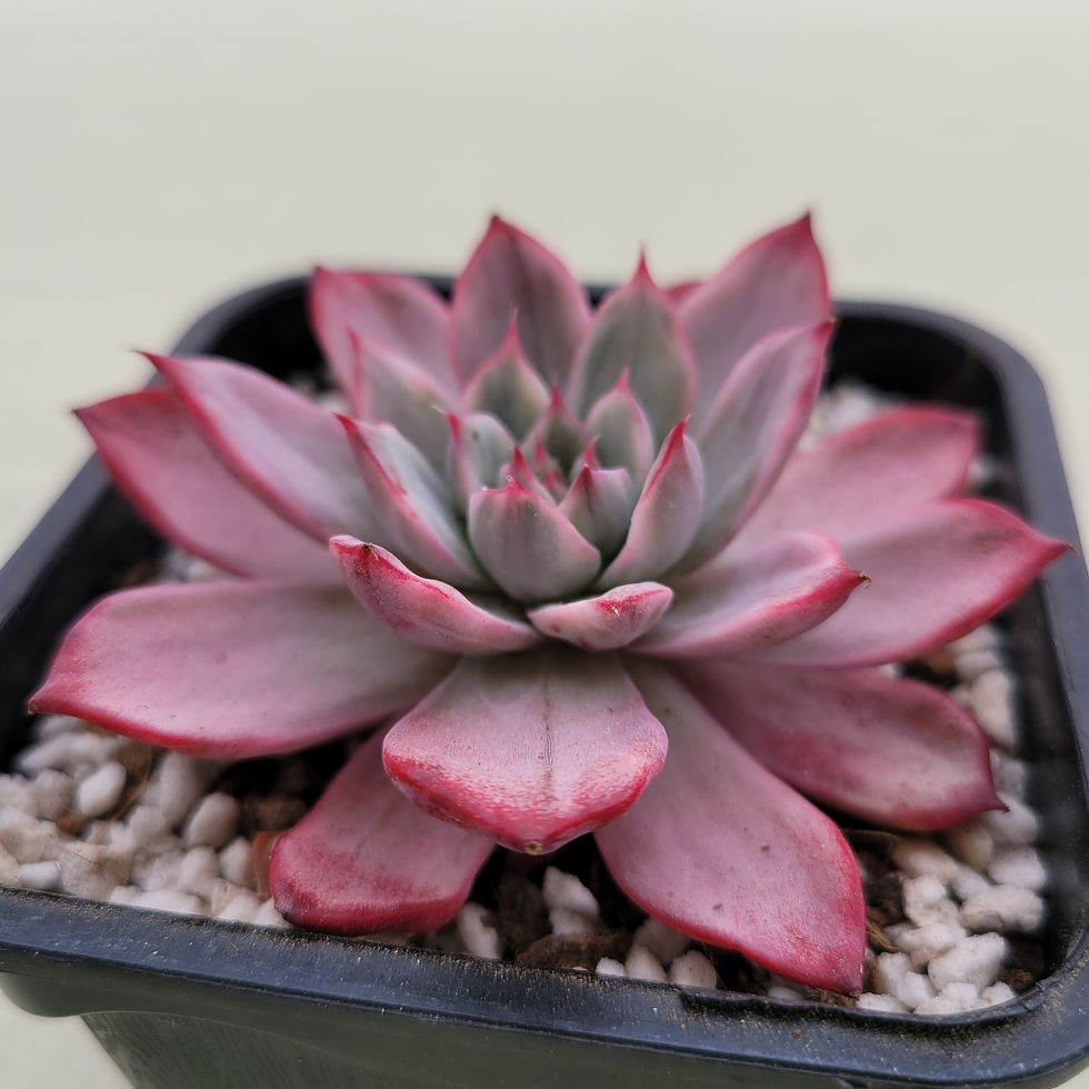 Thumbnail: Echeveria Uranus variegated 