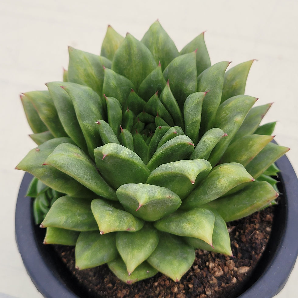 Thumbnail: Echeveria Agavoides Maria Bump variegated 