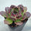 Thumbnail: Echeveria Desert Fox 