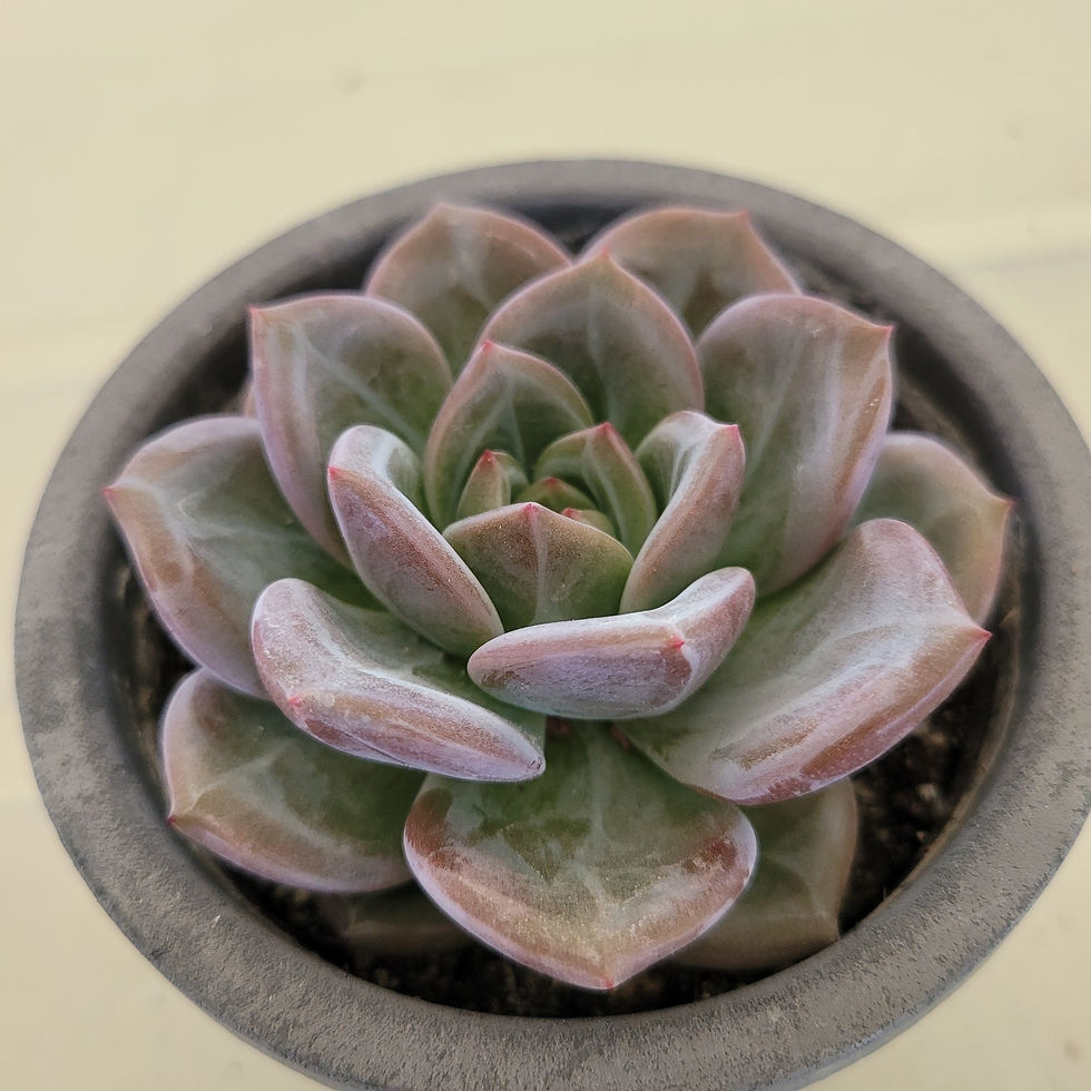 Thumbnail: Echeveria White Night 