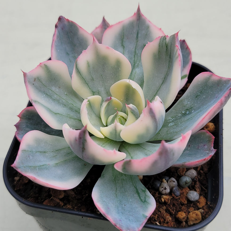 Thumbnail: Echeveria Amista variegated 