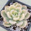 Thumbnail: Echeveria Chloe variegated 
