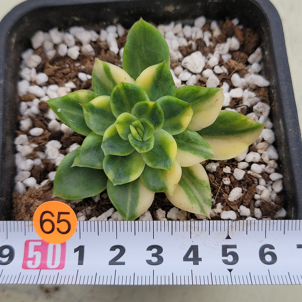 Thumbnail: Echeveria Bob Jolly variegated 