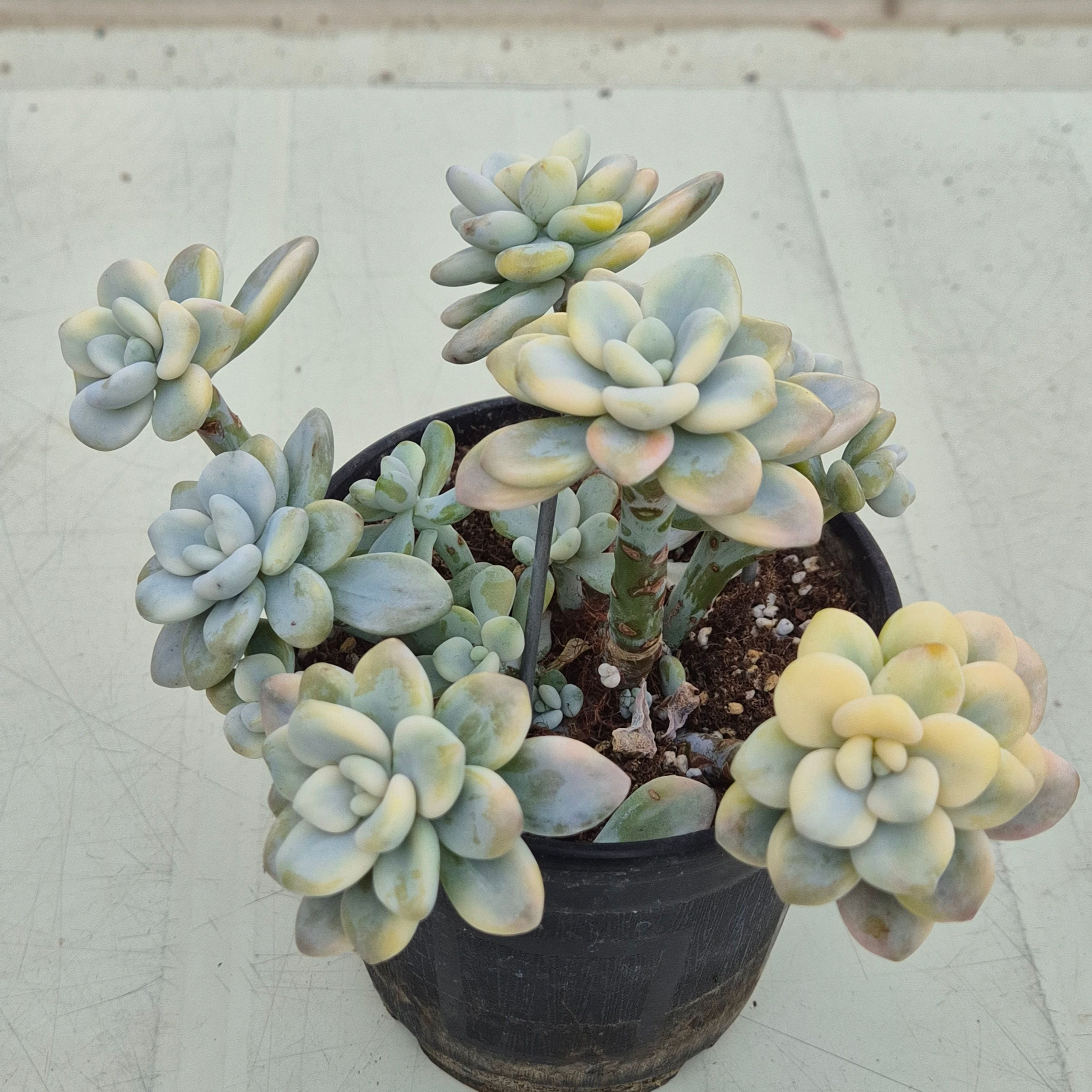 Graptopertalum Caviar variegated cluster 