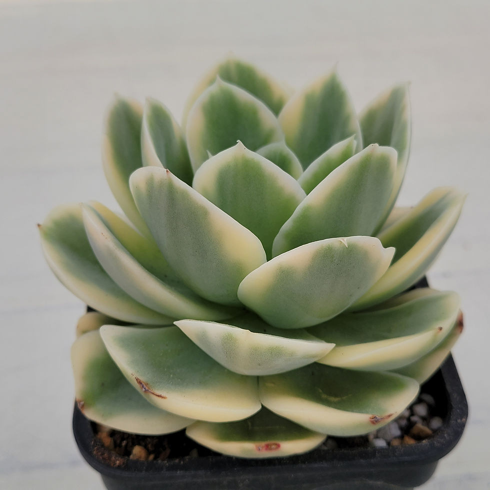 Thumbnail: Echeveria Arena variegated 