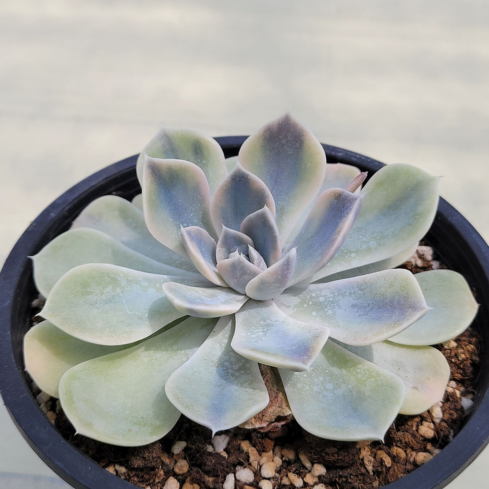 Thumbnail: Echeveria Tiny Berger variegated 