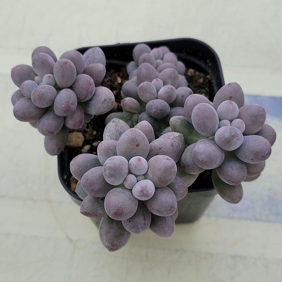 Thumbnail: Pachyphytum Milk Cheese 