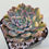 Thumbnail: Echeveria Orion variegated 