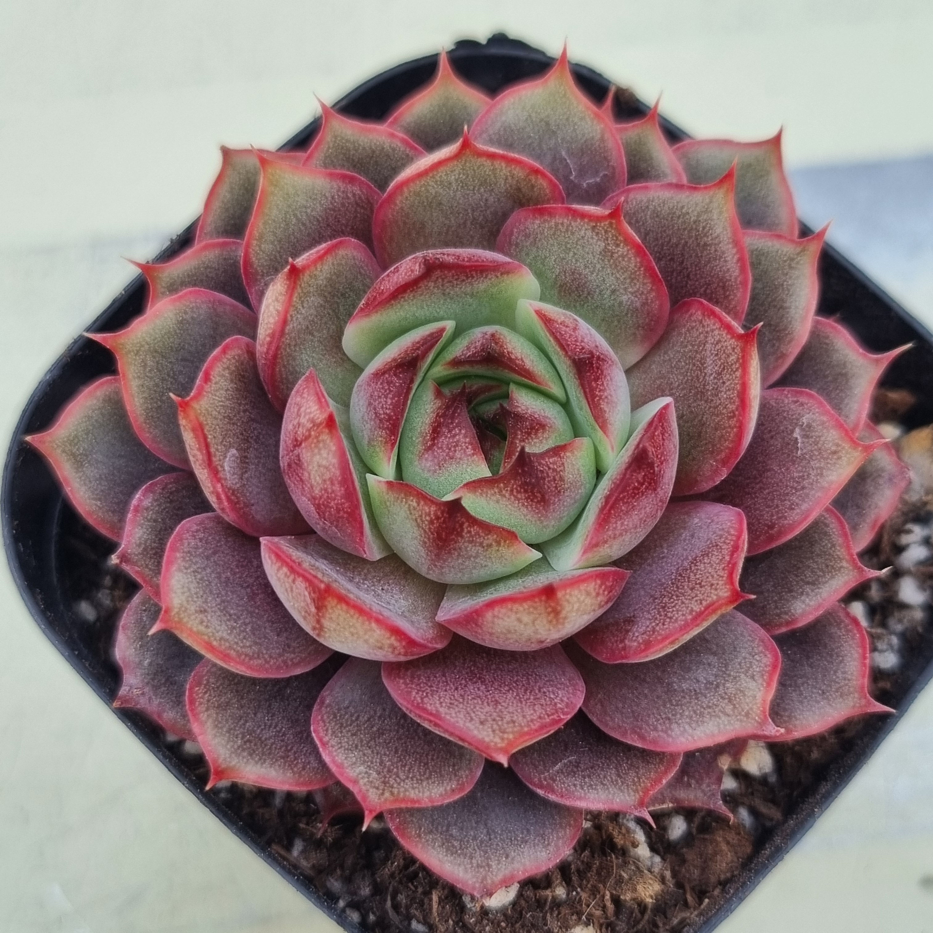 Echeveria Lucille 