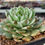 Thumbnail: Echeveria Black Line variegated 