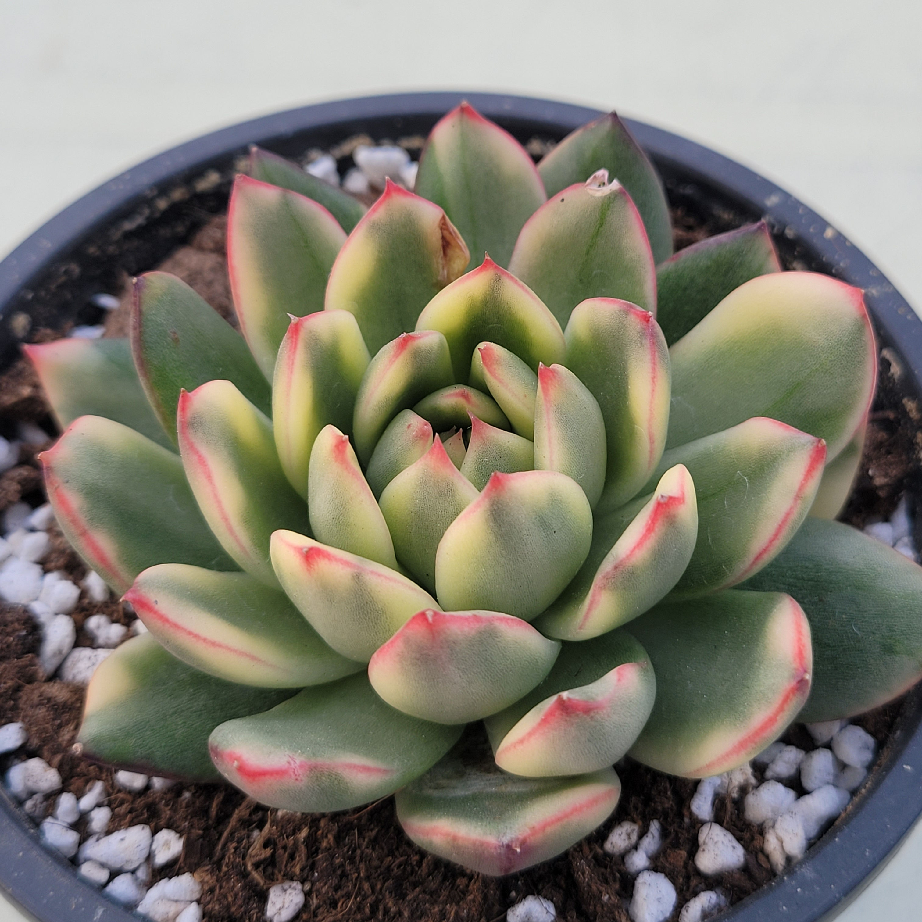 Echeveria Yamako variegated 