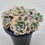 Thumbnail: Echeveria Macebenia variegated 