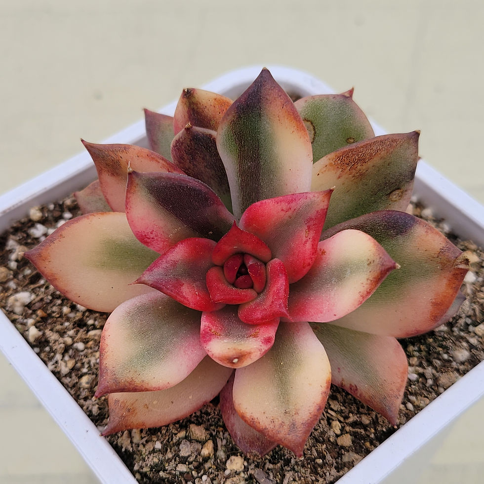 Thumbnail: Echeveria Downey variegated 
