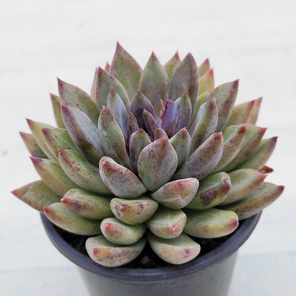 Thumbnail: Echeveria Carvan 