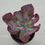 Thumbnail: Echeveria Sundanger variegated 