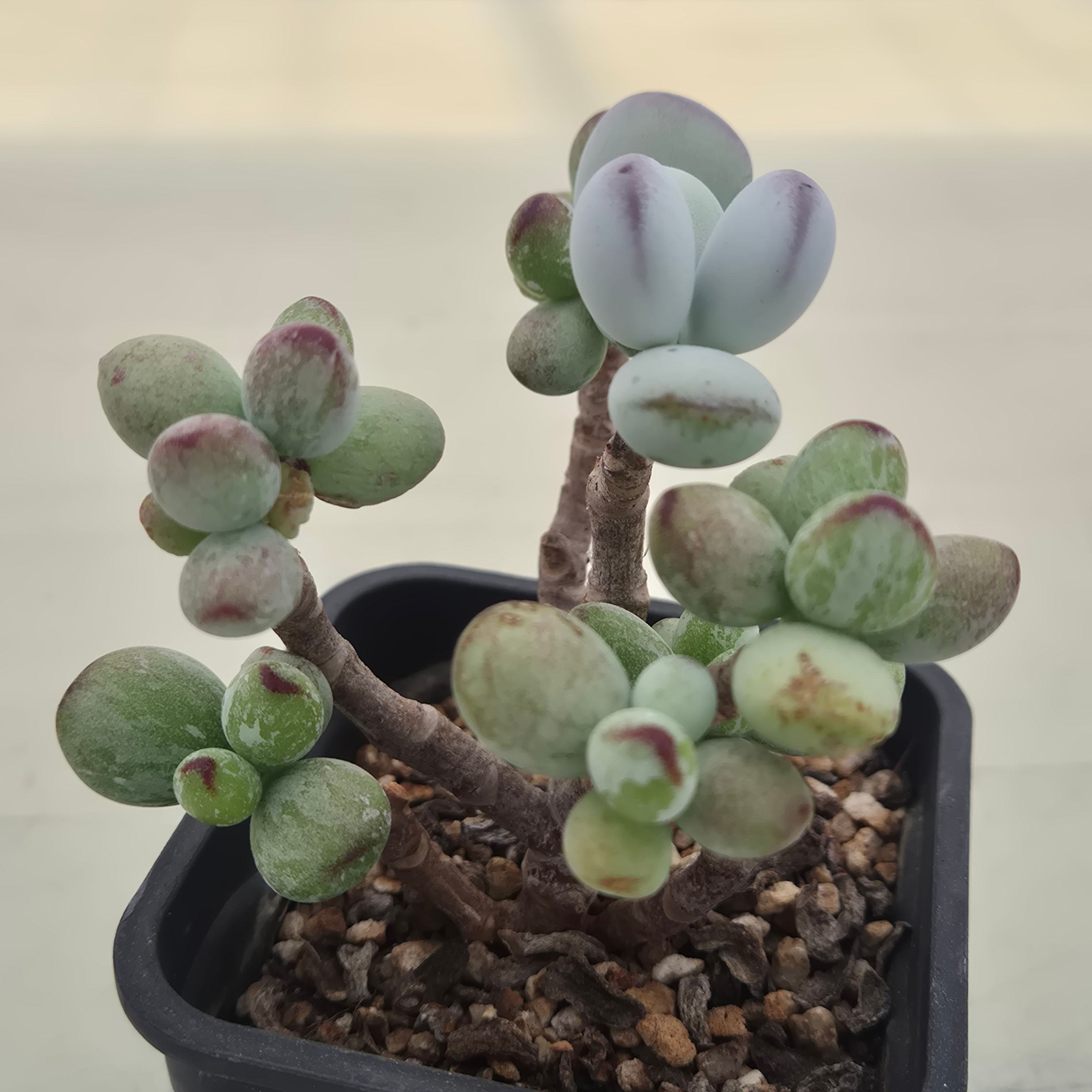 Cotyledon Leopard variegated 