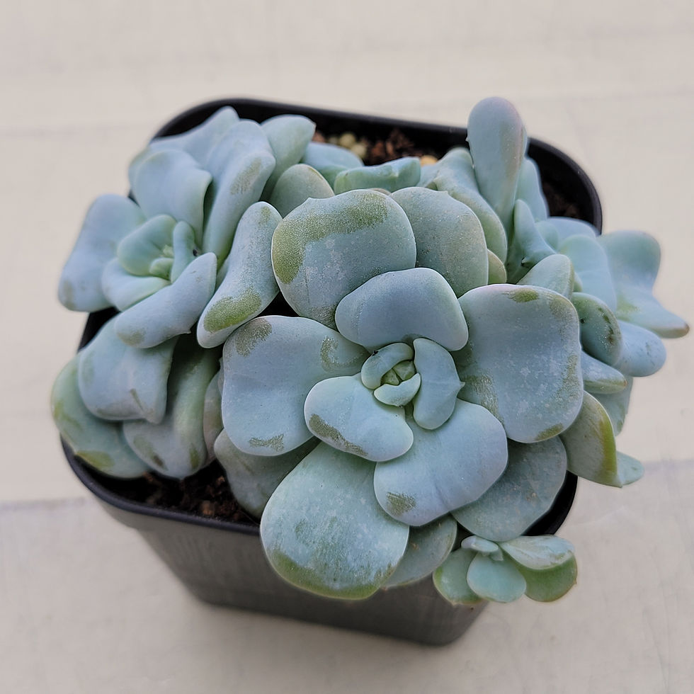 Thumbnail: Echeveria Heart Song cluster 